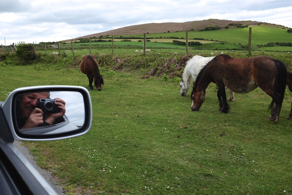 Wild Welsh ponies roam the Gower commons.